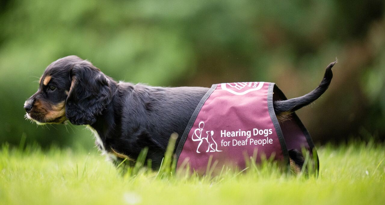 Hearing Dogs