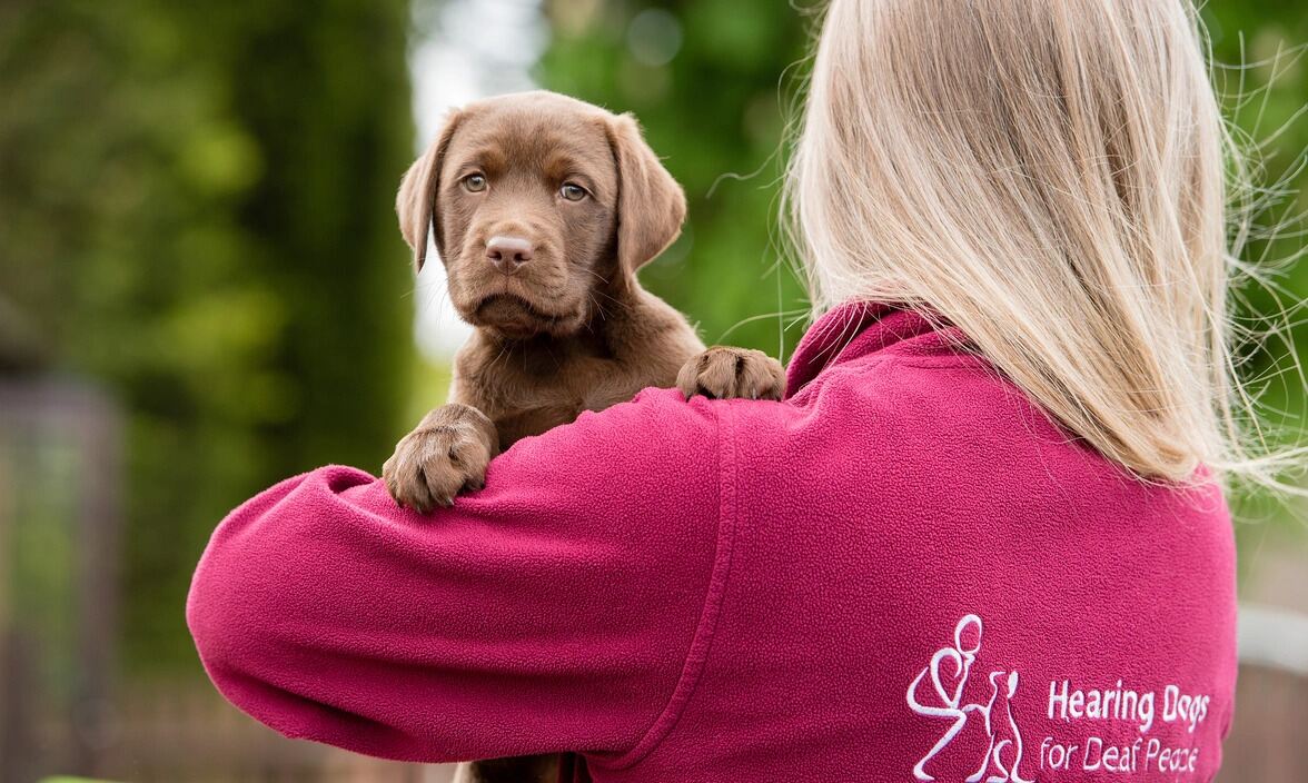 Hearing Dogs